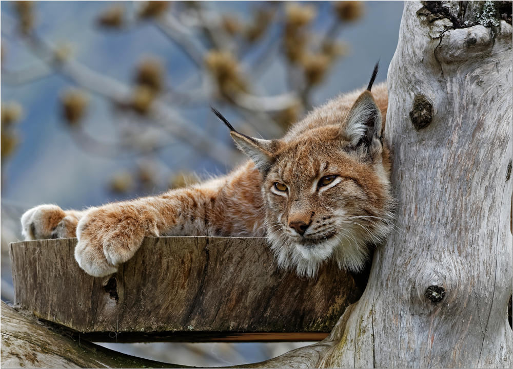 Eurasischer Luchs / Nordluchs (Lynx lynx)