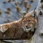 Eurasischer Luchs / Nordluchs (Lynx lynx)