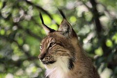 Eurasischer Luchs oder Nordluchs (Lynx lynx) im Tierpark Lange Erlen (Basel)