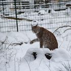 Eurasischer Luchs sagt "Servus"