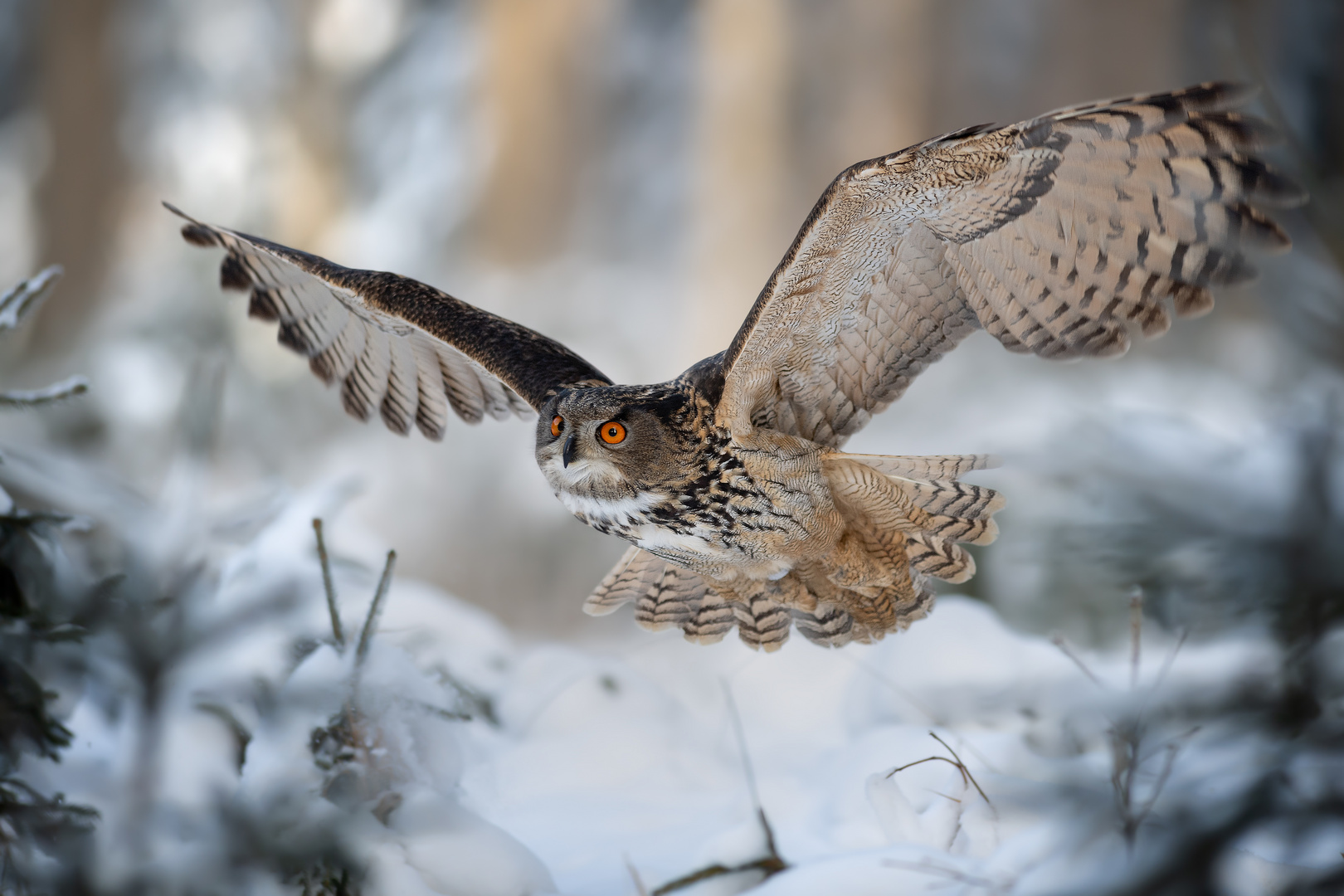 Eurasischer UHU im Anflug