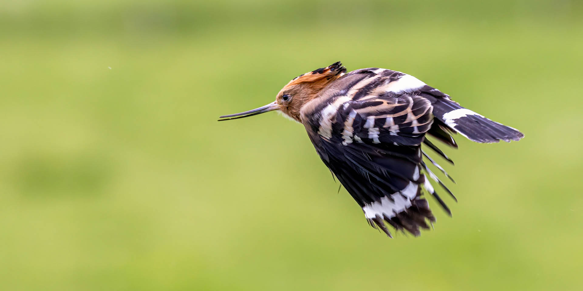 Eurasischer Wiedehopf im Flug / Eurasian hoopoe in flight