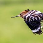 Eurasischer Wiedehopf im Flug / Eurasian hoopoe in flight