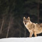 Eurasischer Wolf 1