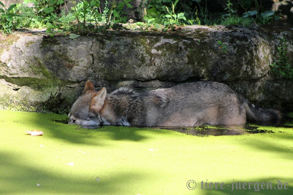 Eurasischer Wolf