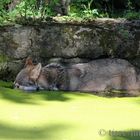 Eurasischer Wolf