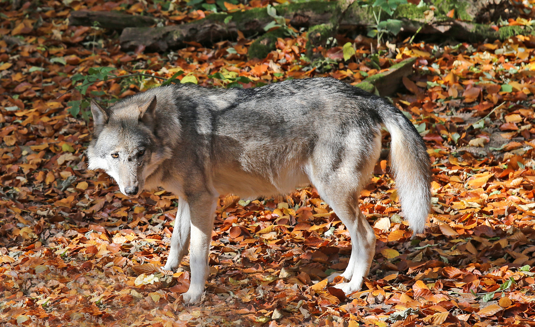 Eurasischer Wolf