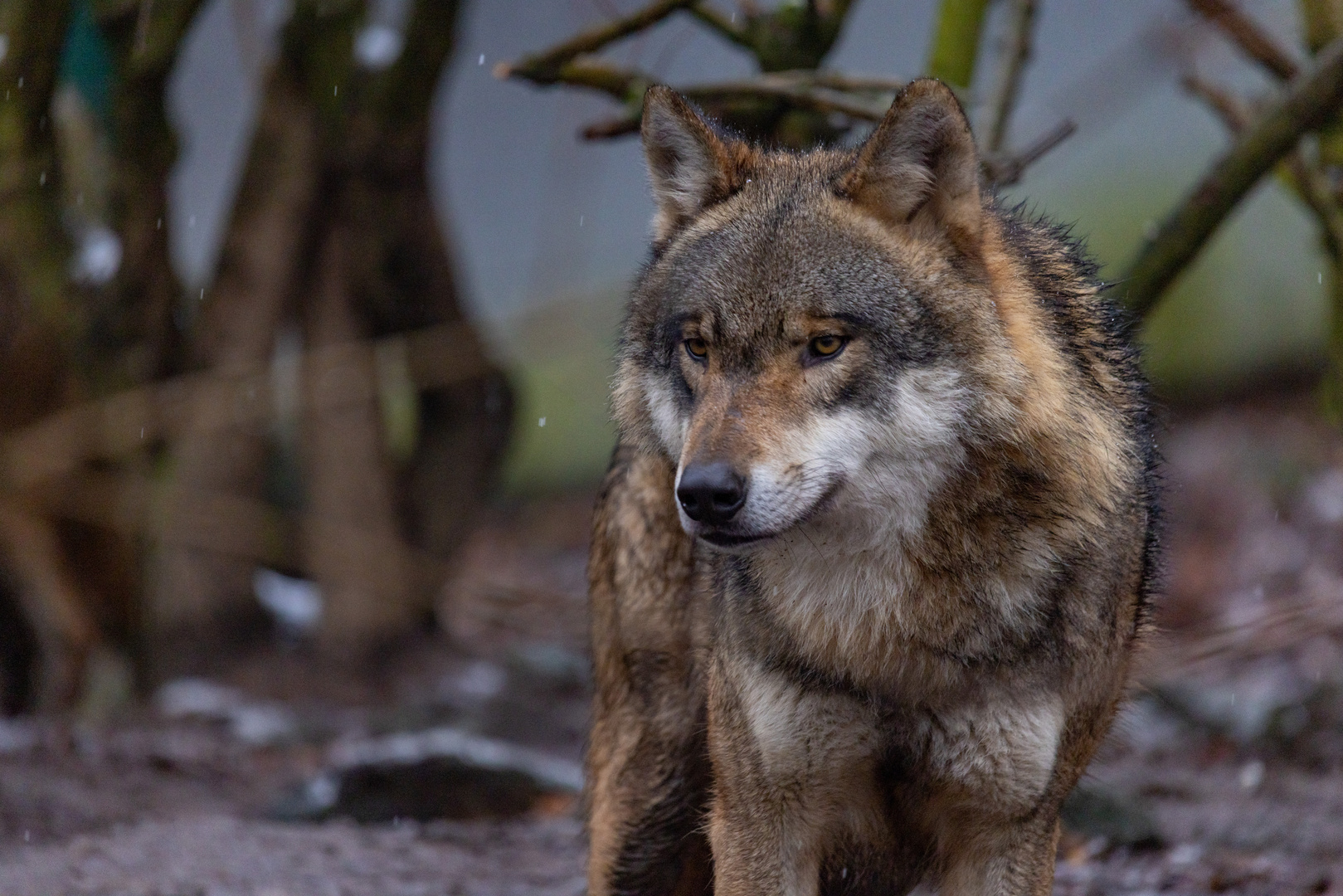 Eurasischer Wolf