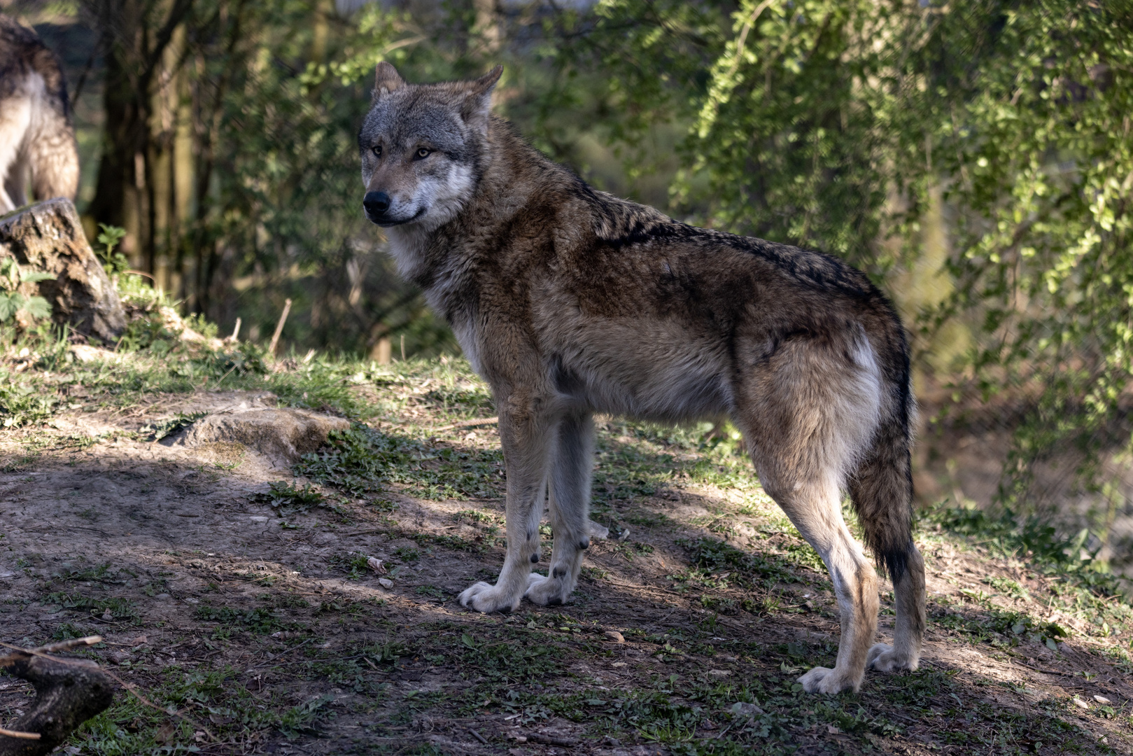 Eurasischer Wolf