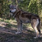 Eurasischer Wolf