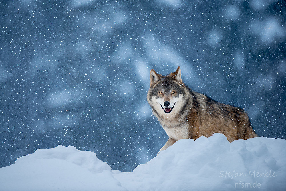 Eurasischer Wolf