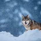 Eurasischer Wolf