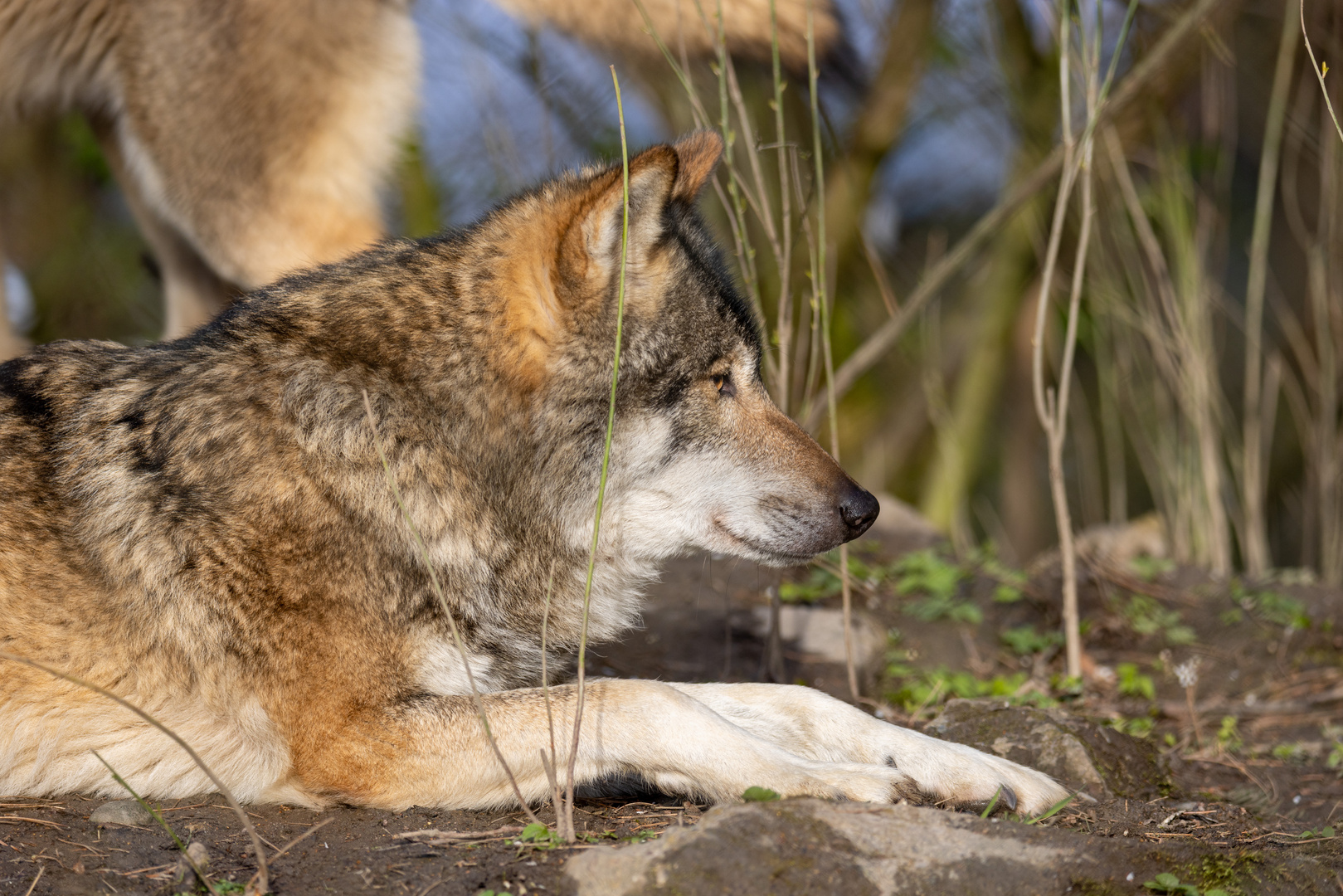 Eurasischer  Wolf 