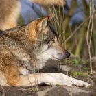 Eurasischer  Wolf 