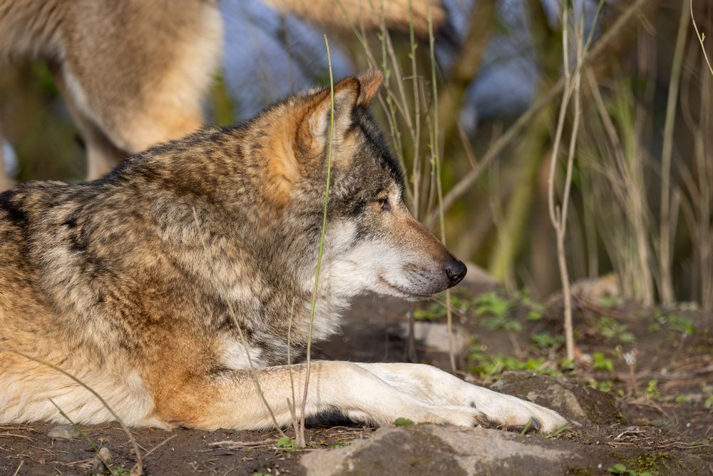 Eurasischer Wolf Foto & Bild tiere, zoo, wildpark & falknerei