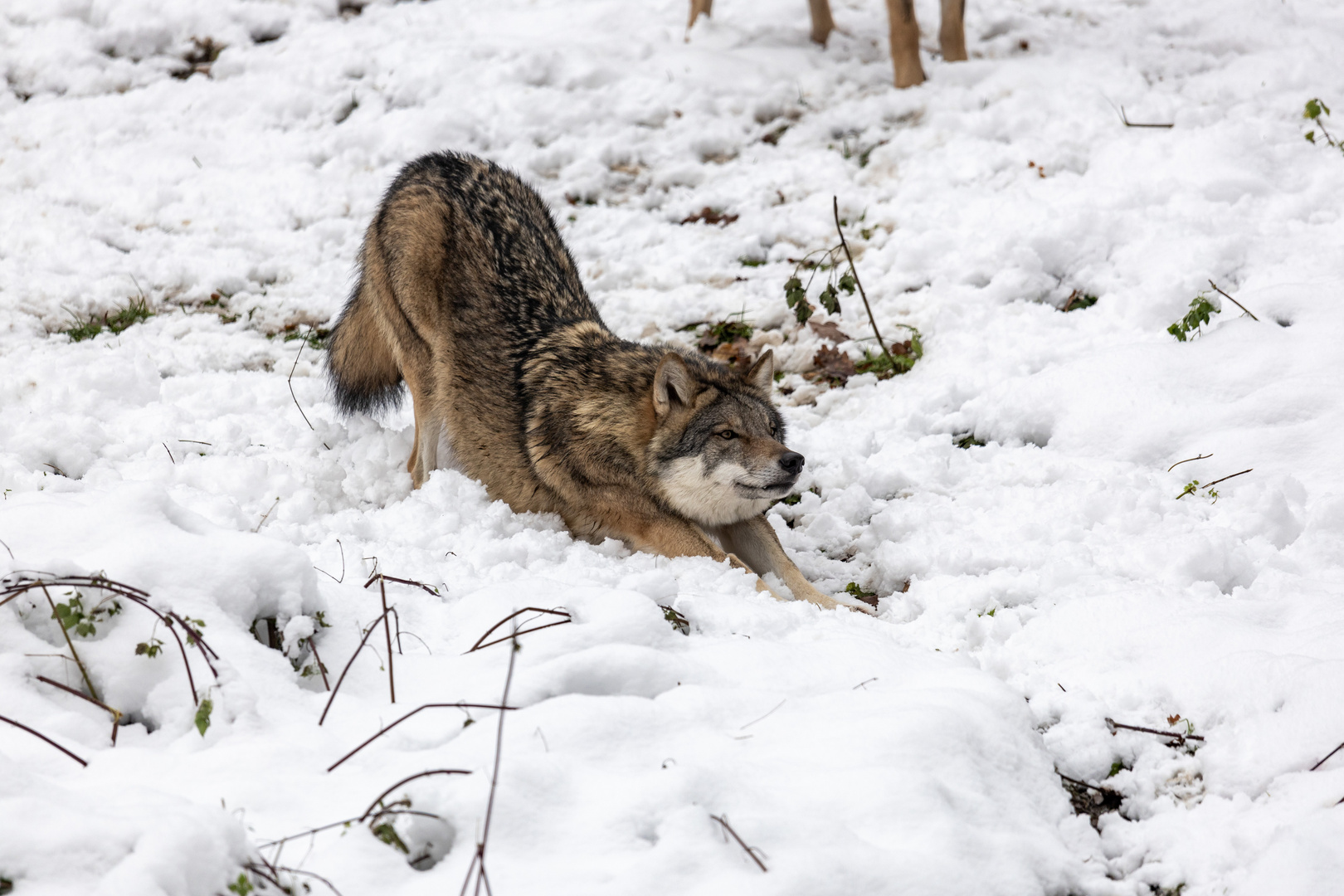 Eurasischer Wolf