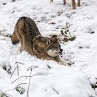 Eurasischer Wolf