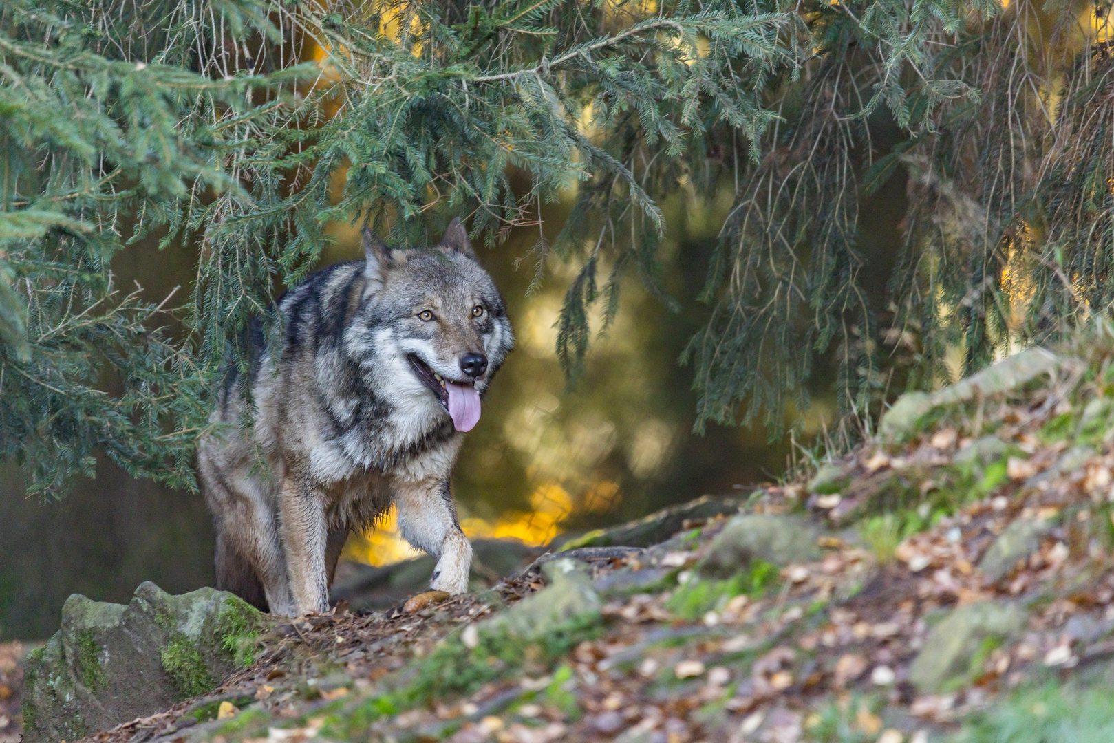 Eurasischer Wolf