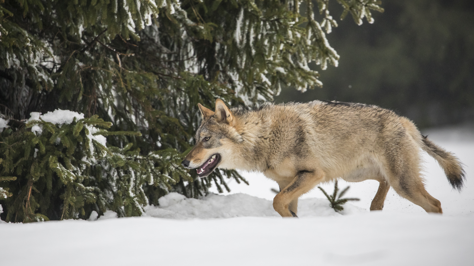 Eurasischer Wolf