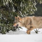 Eurasischer Wolf