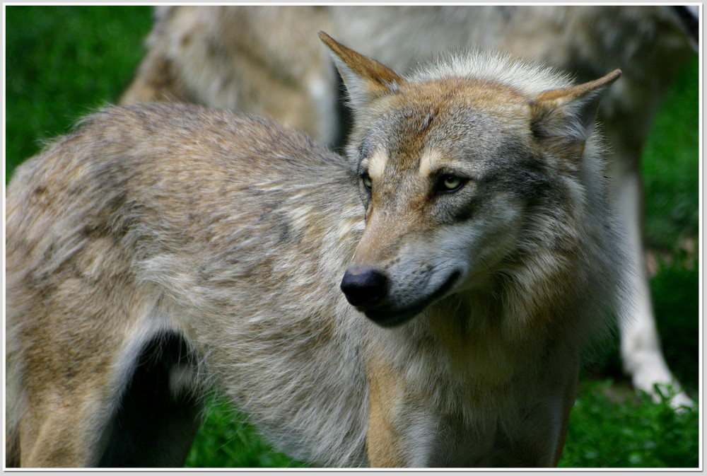 Eurasischer Wolf