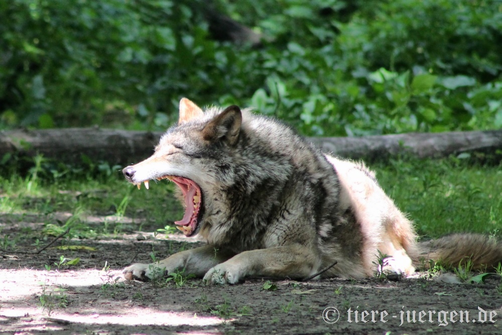 Eurasischer Wolf