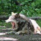 Eurasischer Wolf