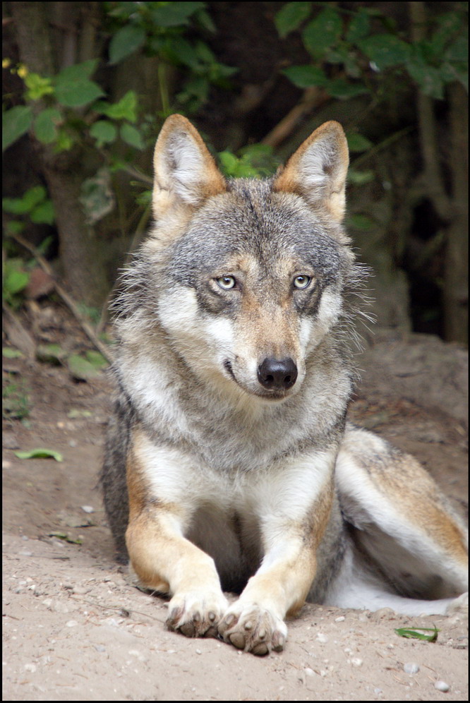 Eurasischer Wolf Foto & Bild | tiere, zoo, wildpark & falknerei