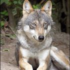 Eurasischer Wolf