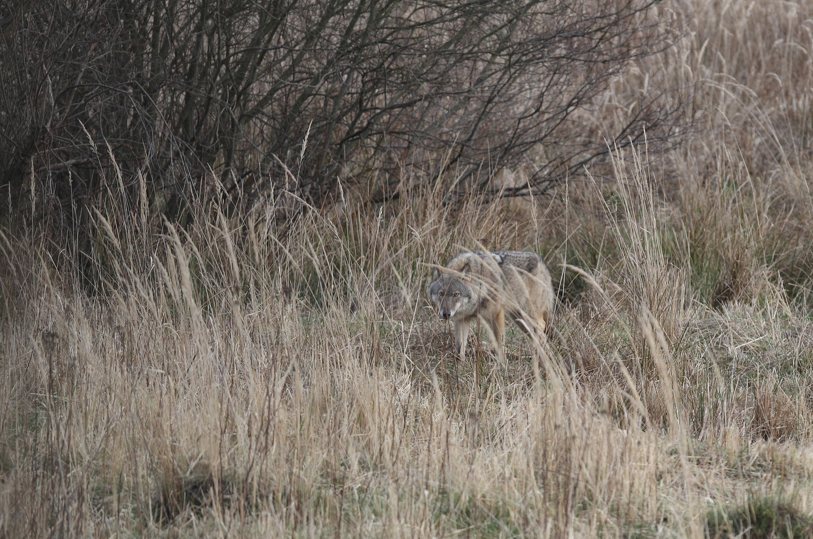 Eurasischer Wolf