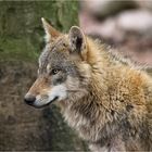 Eurasischer Wolf.....