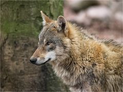 Eurasischer Wolf.....