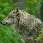 Eurasischer Wolf