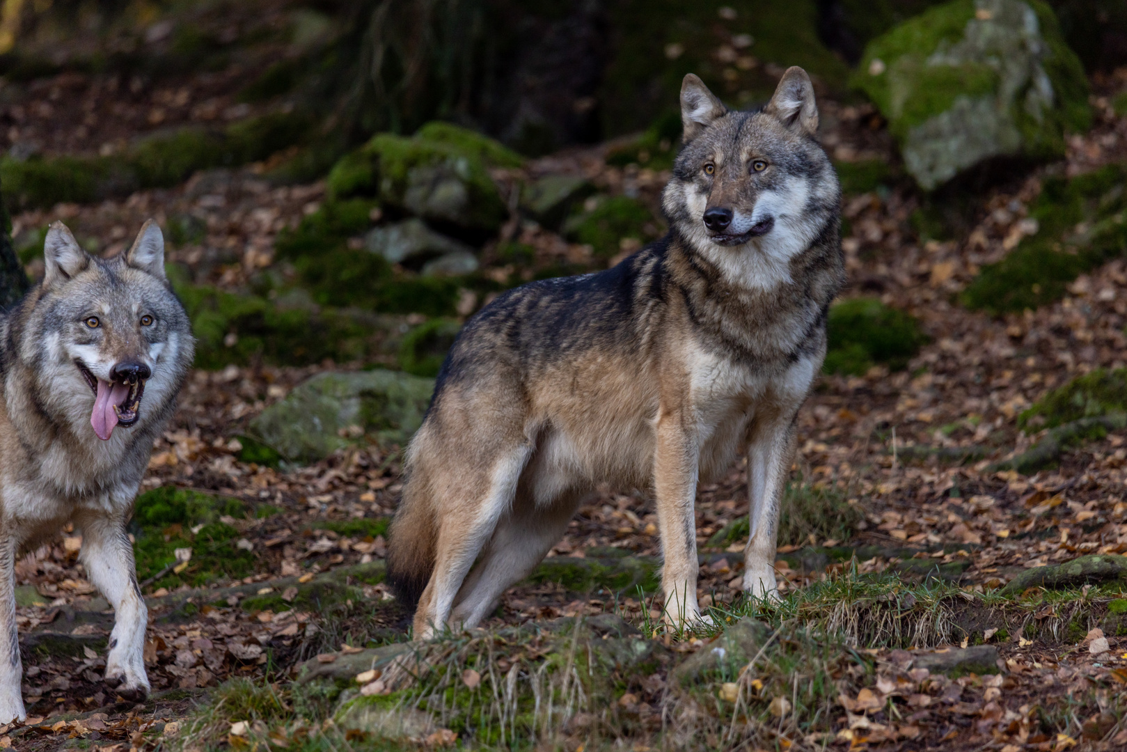 Eurasischer Wolf