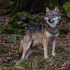 Eurasischer Wolf