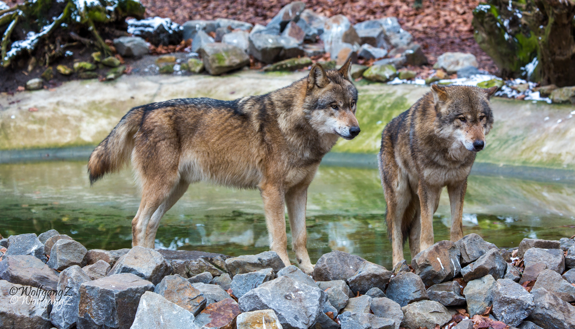 Eurasischer Wolf 