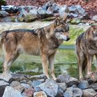 Eurasischer Wolf 