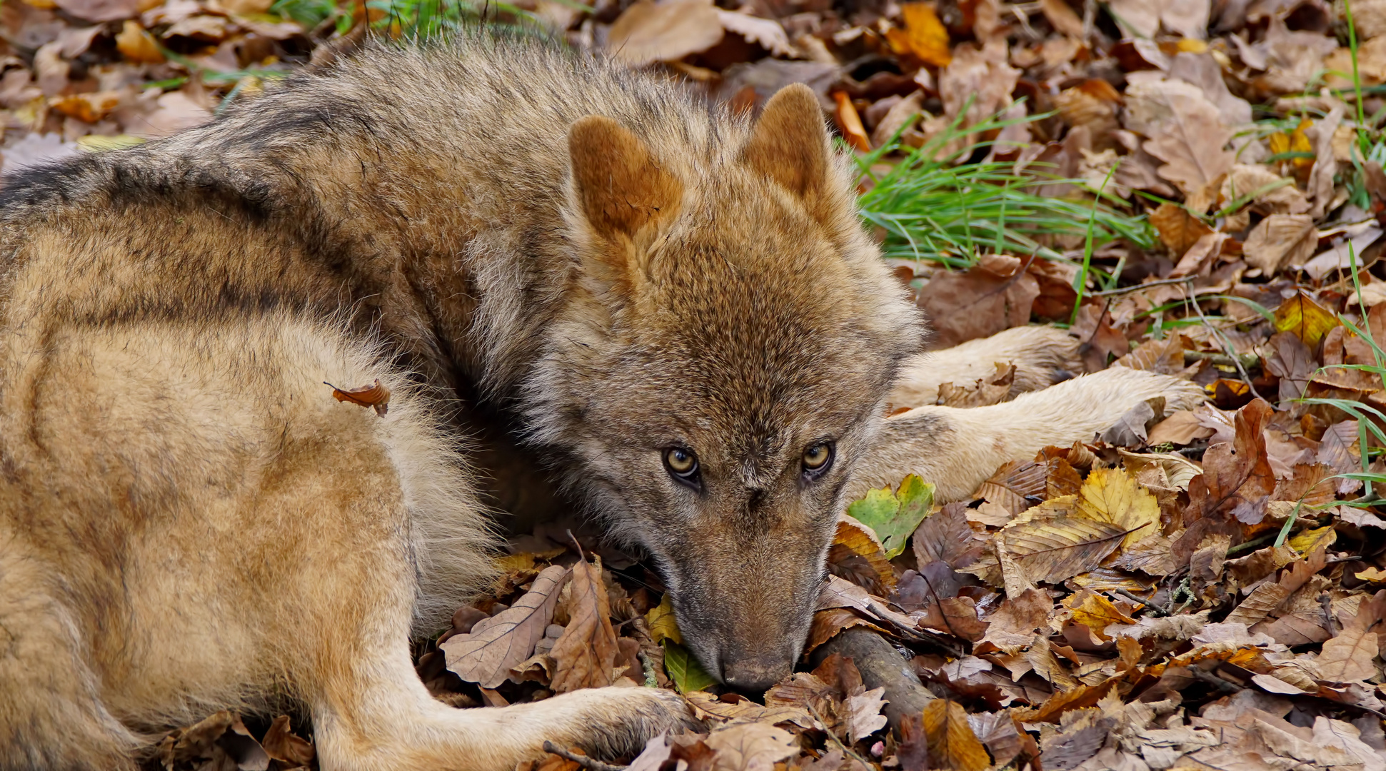 Eurasischer Wolf 