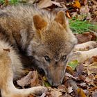 Eurasischer Wolf 