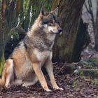 Eurasischer Wolf