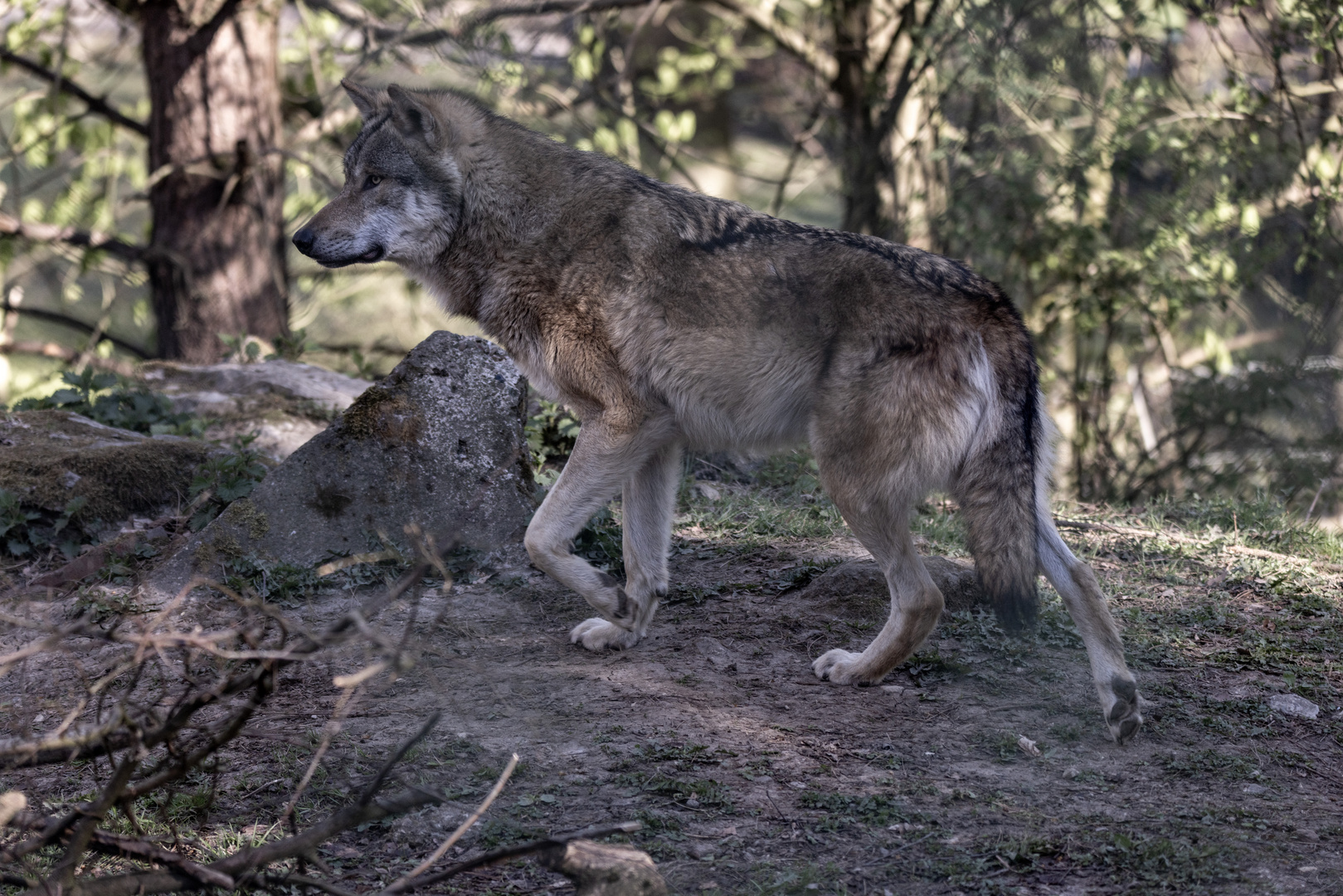 Eurasischer Wolf