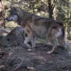 Eurasischer Wolf