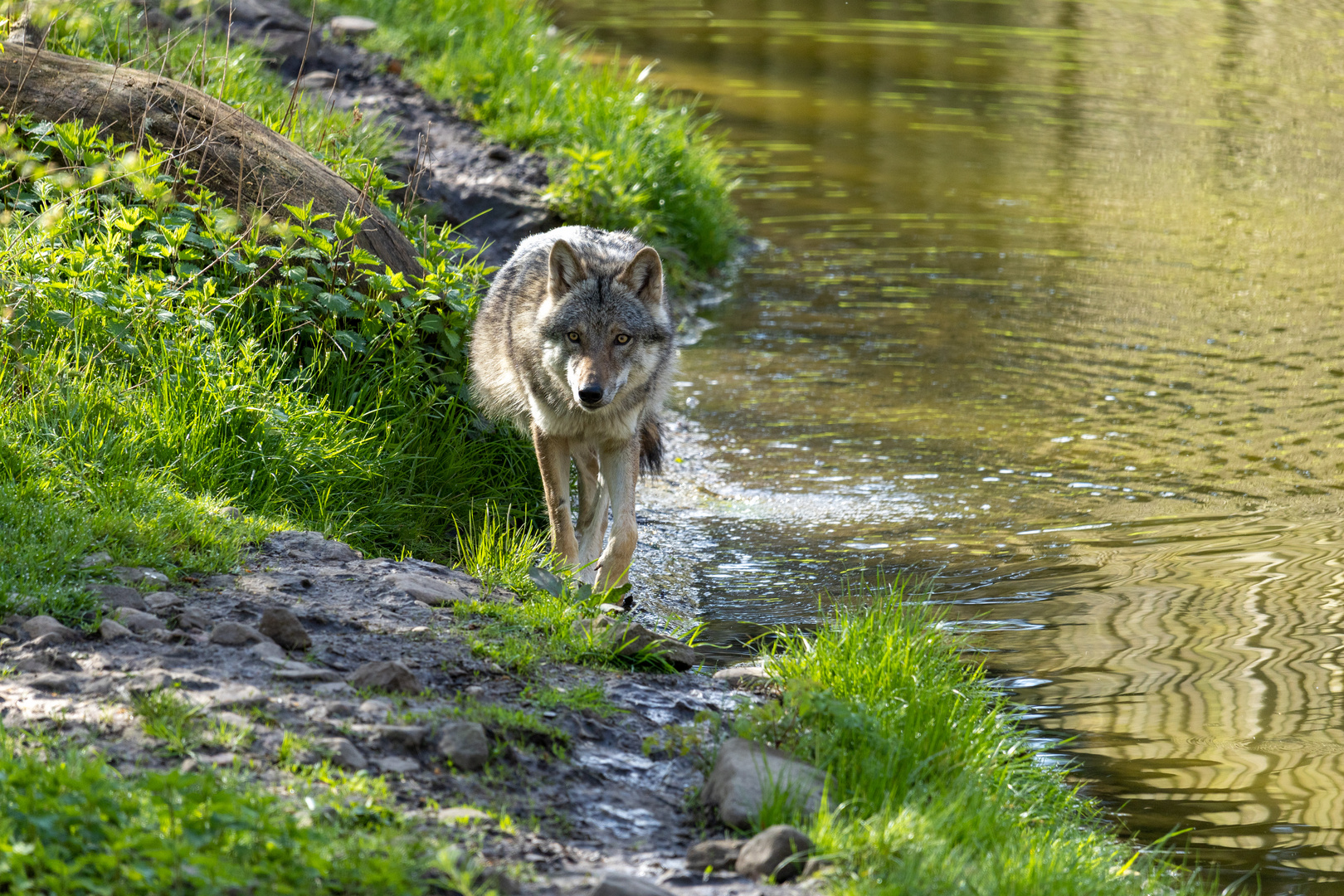 Eurasischer Wolf