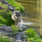 Eurasischer Wolf