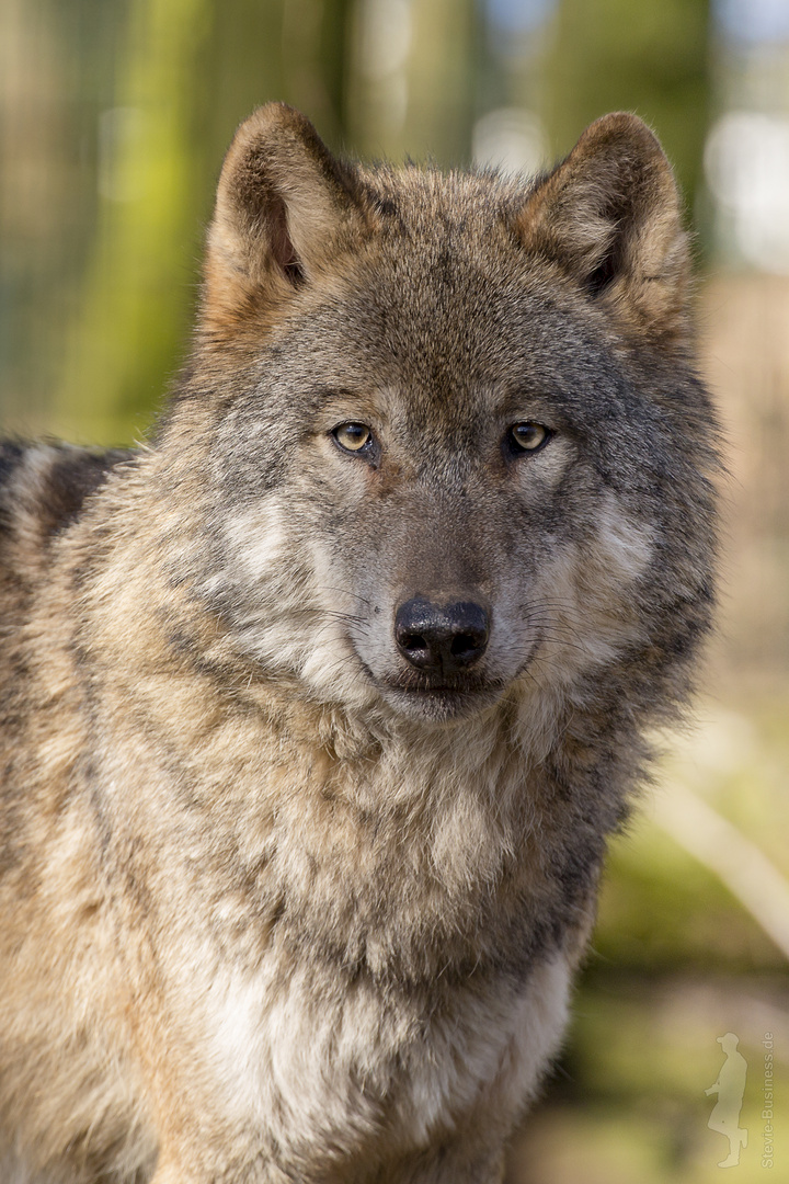 Eurasischer Wolf „Mary“