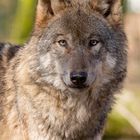 Eurasischer Wolf „Mary“