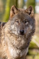 Eurasischer Wolf „Mary“