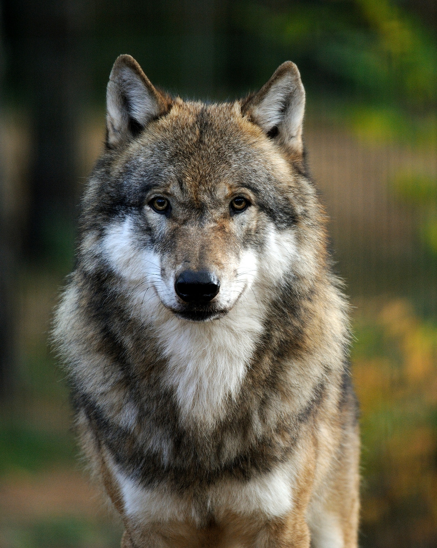 Eurasischer Wolf/Zoo Ueckermünde 2013