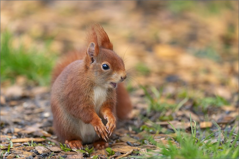 Eurasisches Eichhörnchen