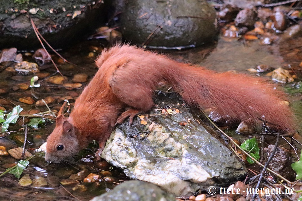 Eurasisches Eichhörnchen